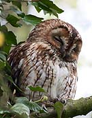 6135 Tawny Owl 03 Chris Gilbert, Ravenseye Gallery, Peak District, Photographs, Courses